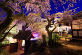 善福寺のいとざくら