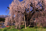 袖之山の柳桜