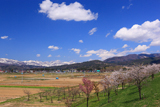 千曲川桜づつみ