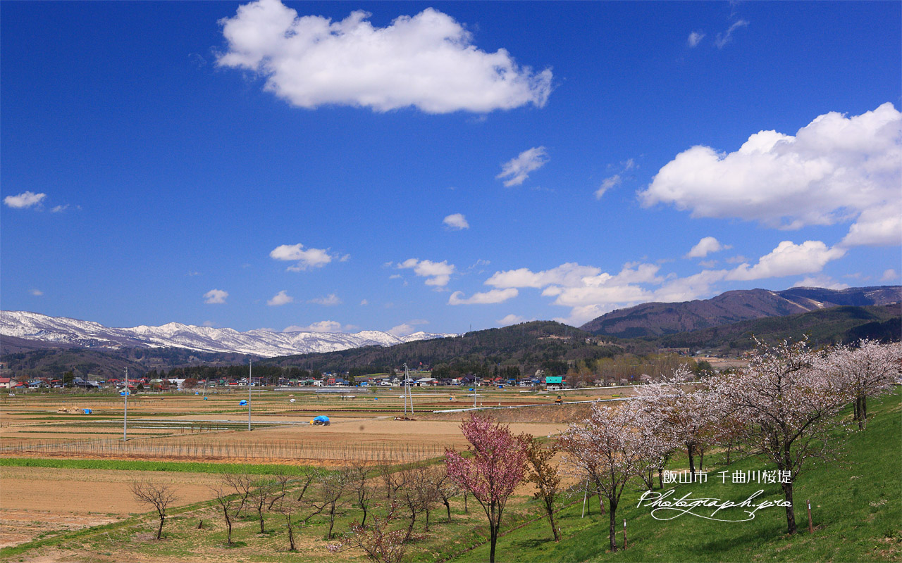 千曲川桜づつみ 壁紙