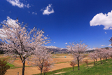 北信地域の桜