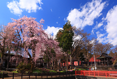 千手院のしだれ桜