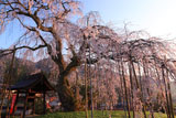泰雲寺の枝垂れ桜