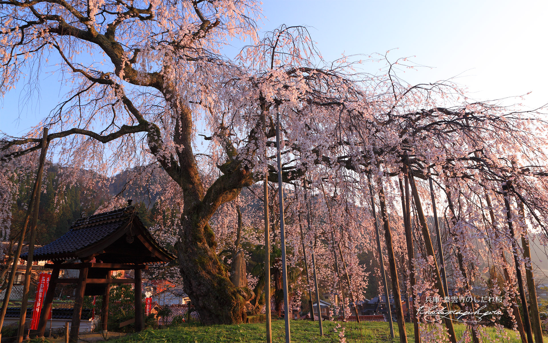 泰雲寺の枝垂れ桜