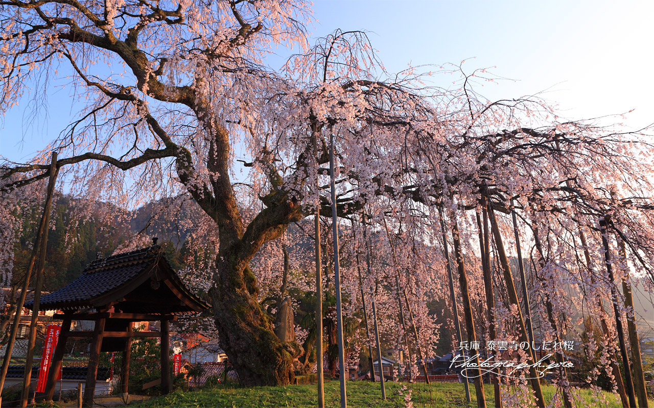 泰雲寺の枝垂れ桜 壁紙
