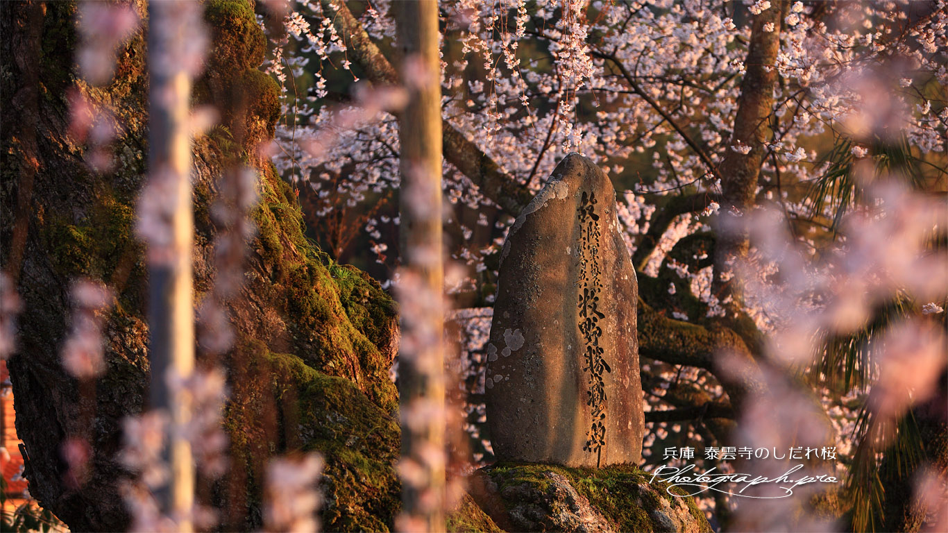 泰雲寺の枝垂桜 壁紙