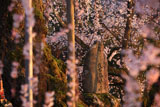 泰雲寺の枝垂桜