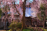千手院の枝垂桜