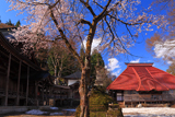 浦佐毘沙門堂の桜