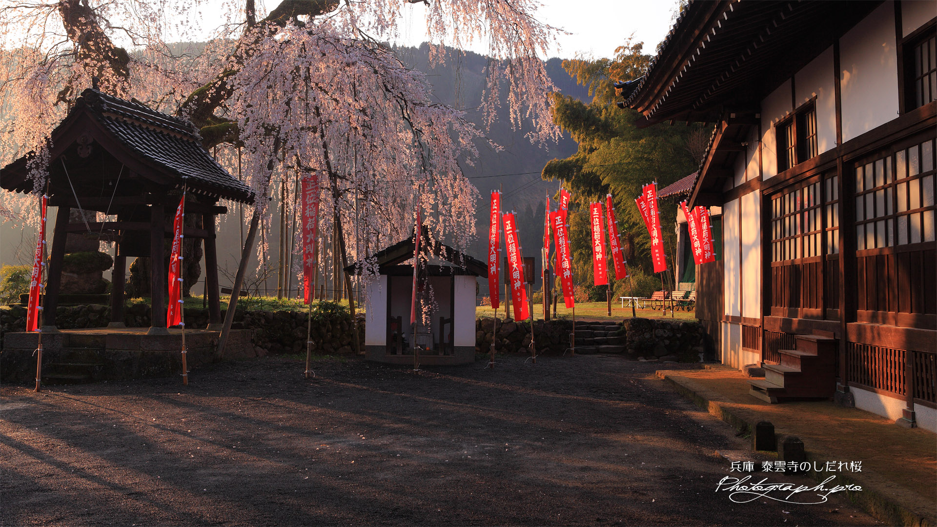 泰雲寺のしだれざくら