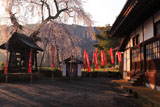 泰雲寺のしだれざくら