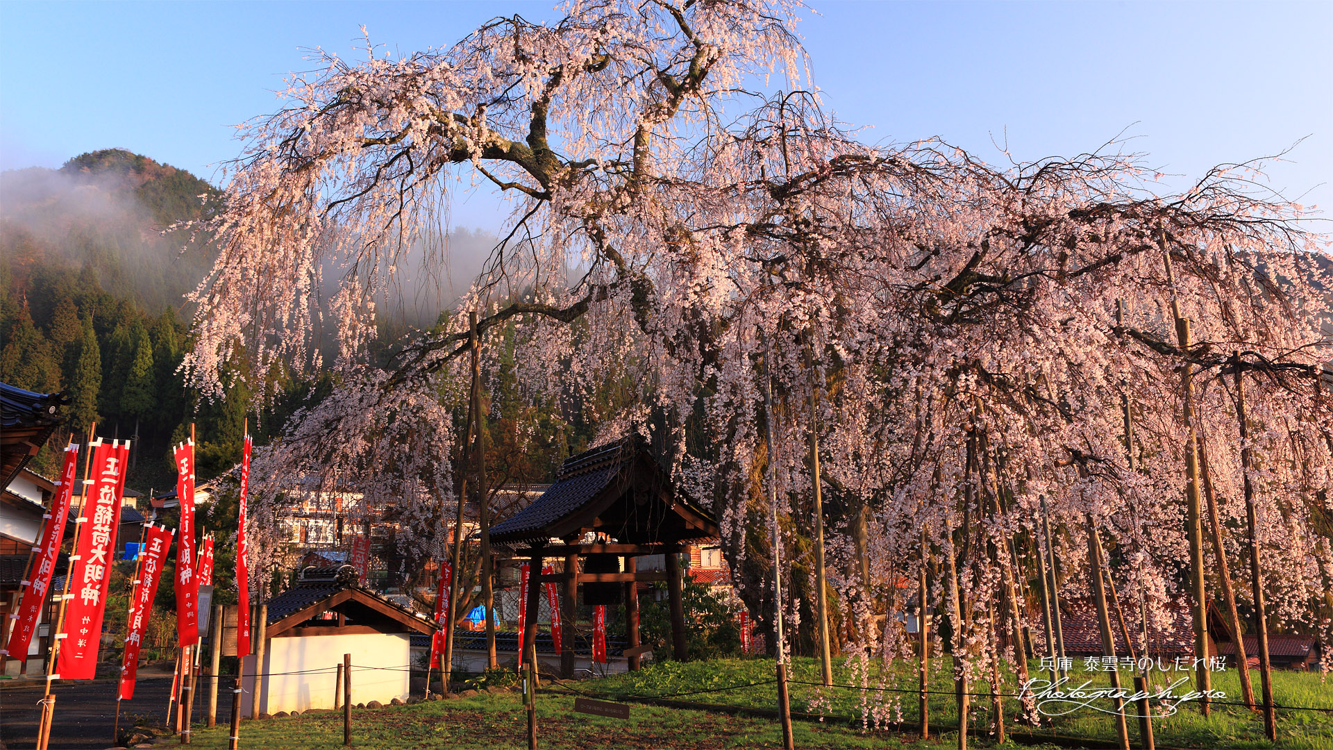 泰雲寺の桜