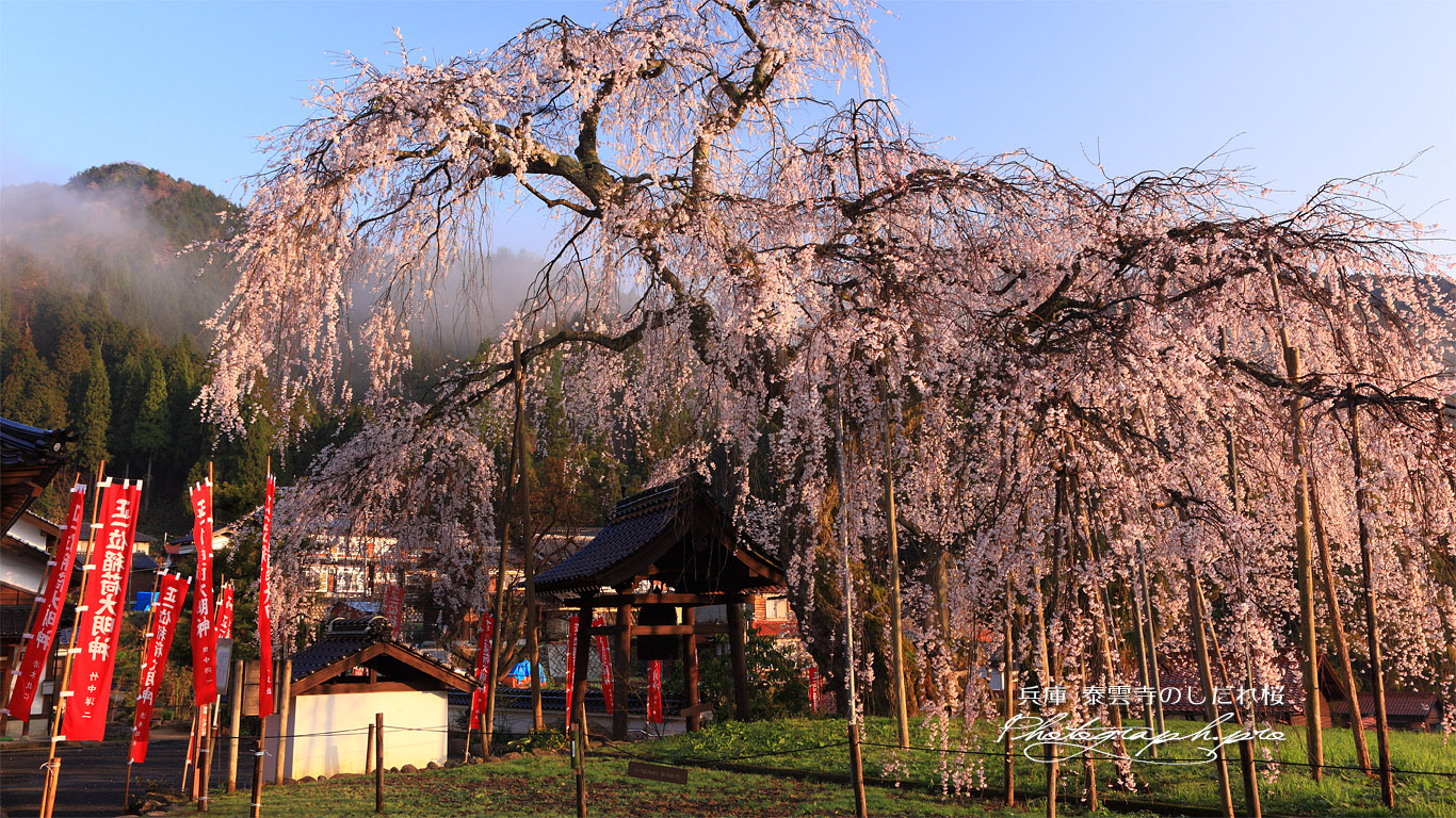 泰雲寺の桜 壁紙