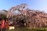 泰雲寺の桜