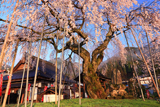 兵庫県の桜