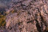 泰雲寺しだれ桜