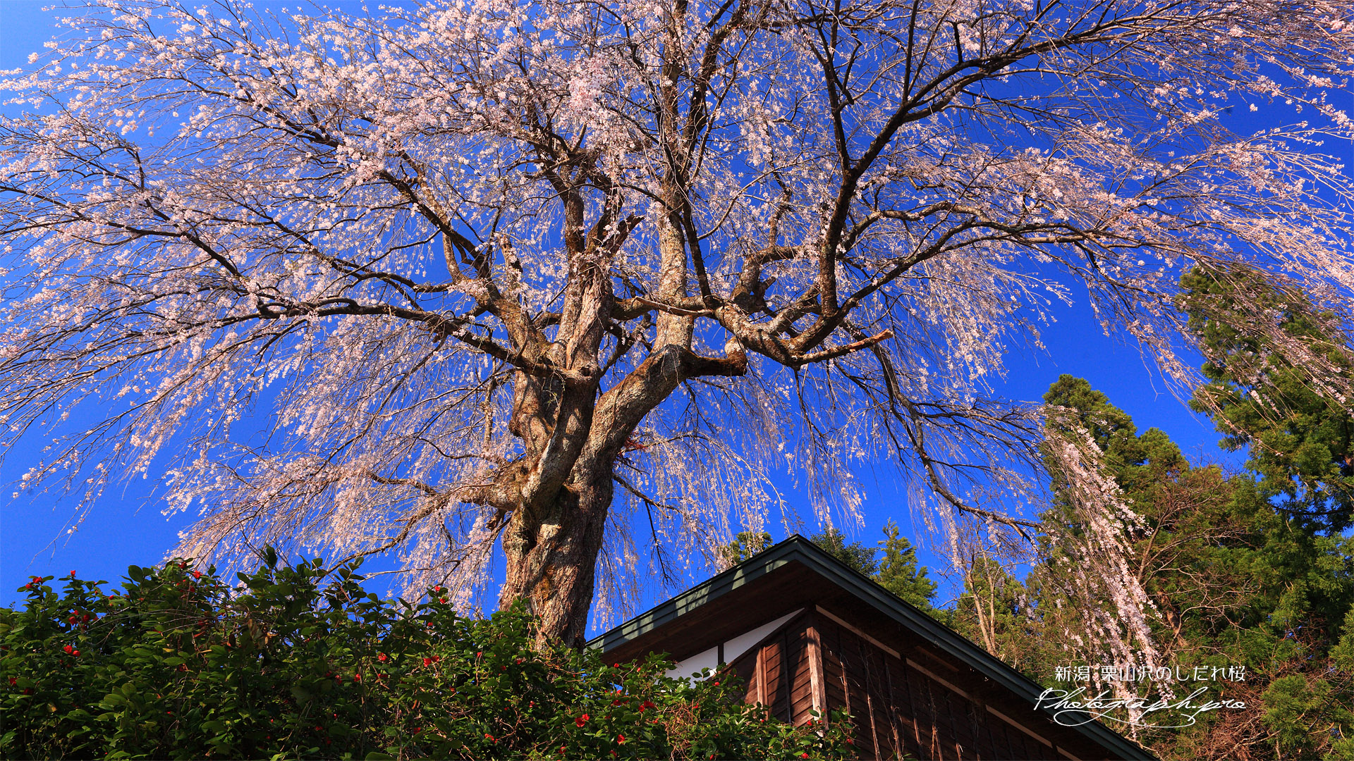 栗山沢の枝垂れ桜
