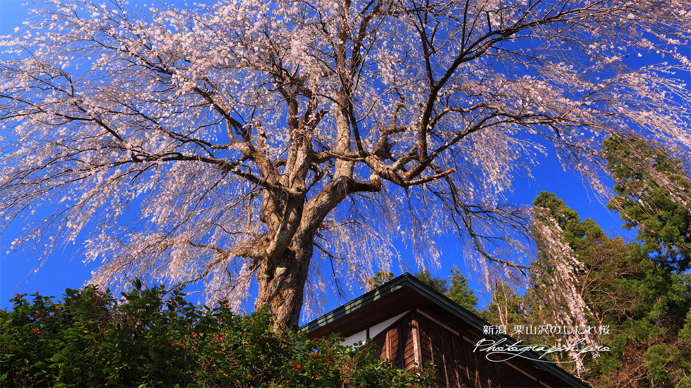 栗山沢の枝垂れ桜 壁紙