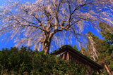 栗山沢の枝垂れ桜
