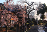 湯村枝垂