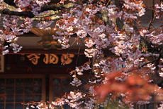 正福寺桜