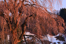 栗山沢のしだれ桜