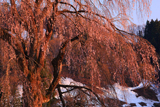 栗山沢のしだれ桜