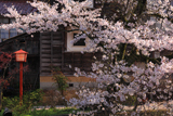湯村温泉の桜