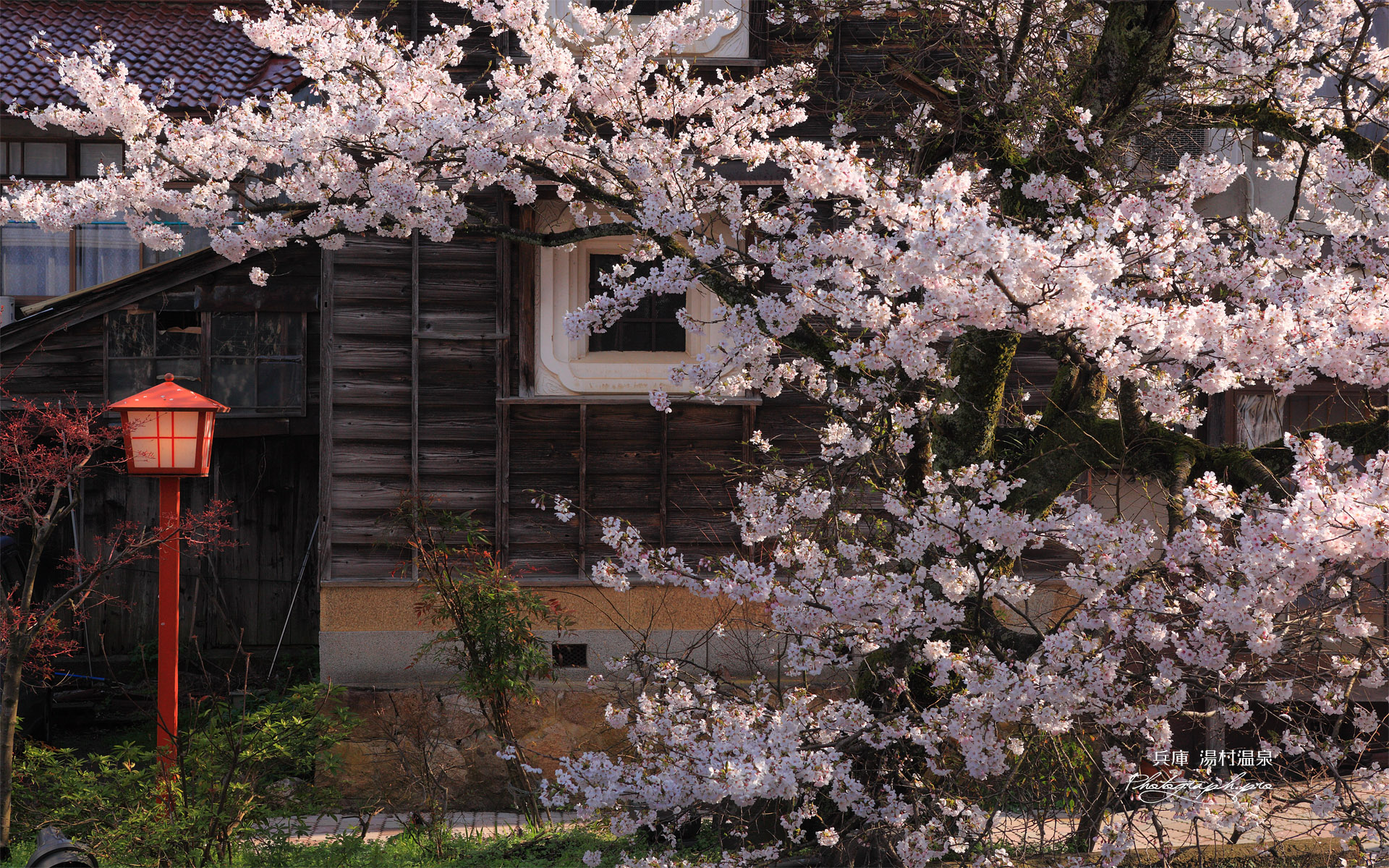 湯村温泉の桜