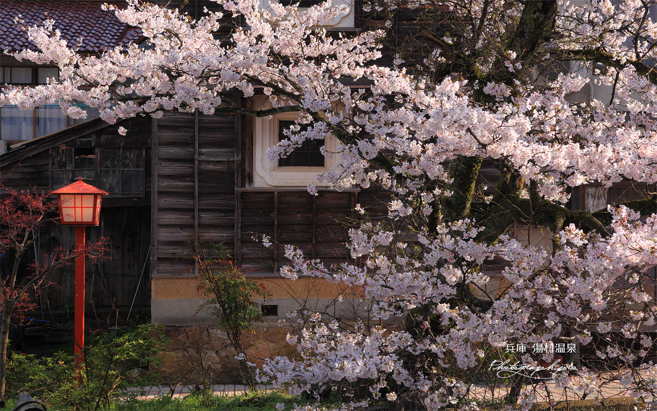 湯村温泉の桜 壁紙