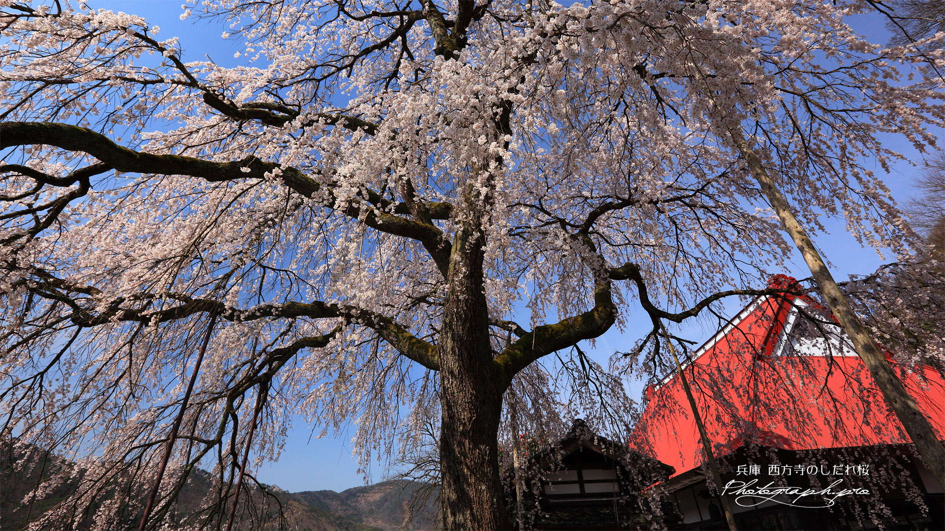 西方寺の枝垂れ桜