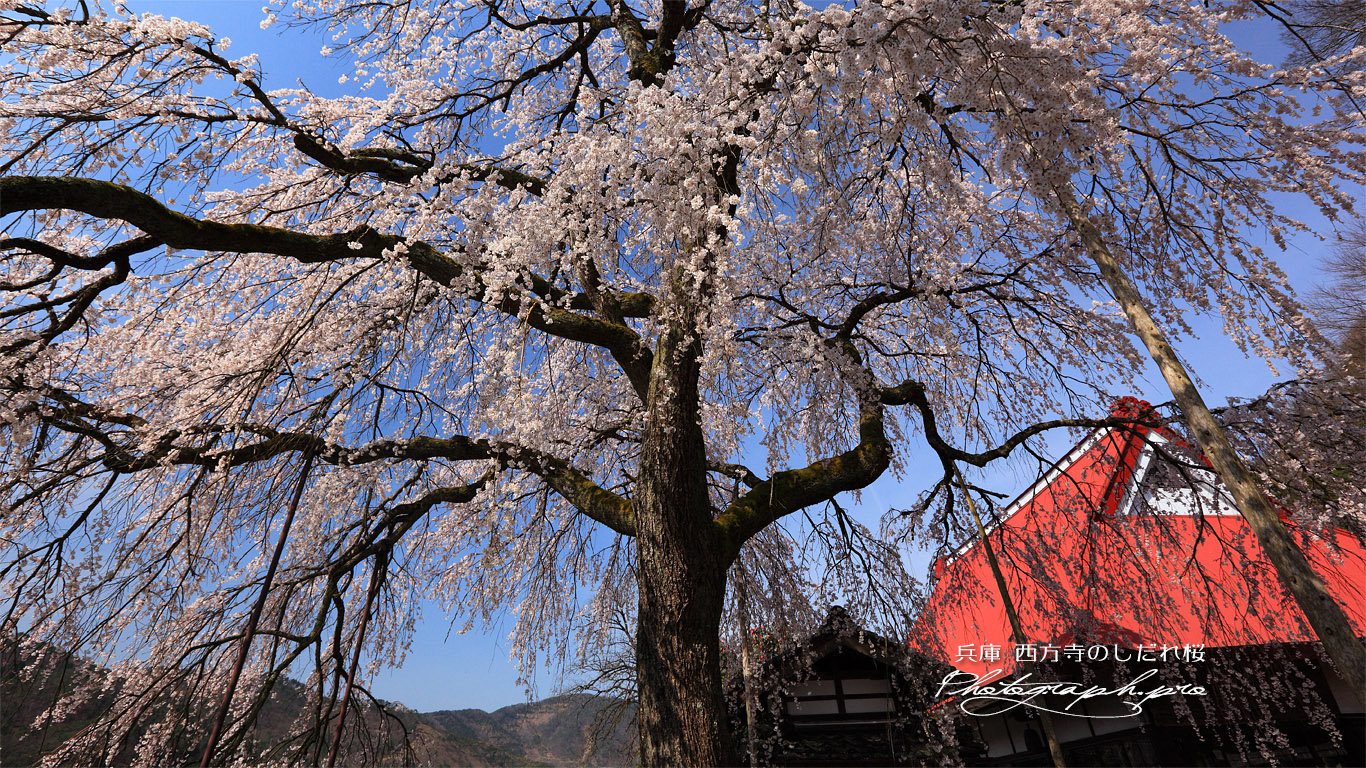 西方寺の枝垂れ桜 壁紙