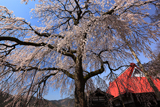 西方寺の枝垂れ桜