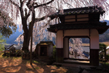 西方寺の枝垂桜