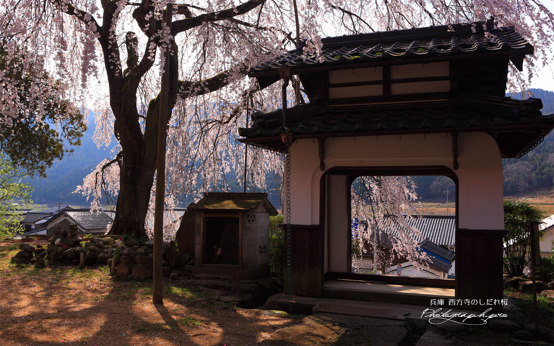 西方寺の枝垂桜