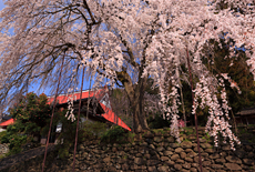 西方寺のしだれ桜