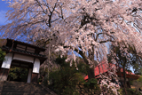 西方寺のシダレザクラ
