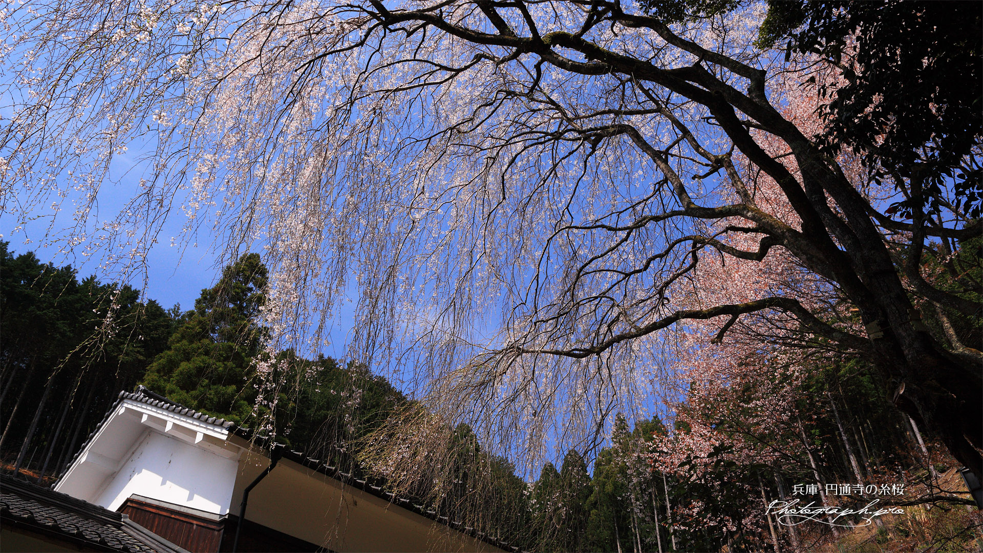 円通寺のイトザクラ