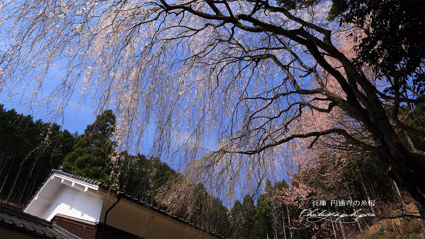 円通寺のイトザクラ 壁紙