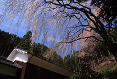 円通寺のイトザクラ