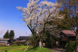 小見のサクラ
