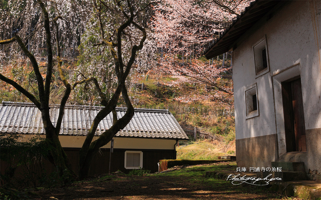 円通寺の糸桜 壁紙