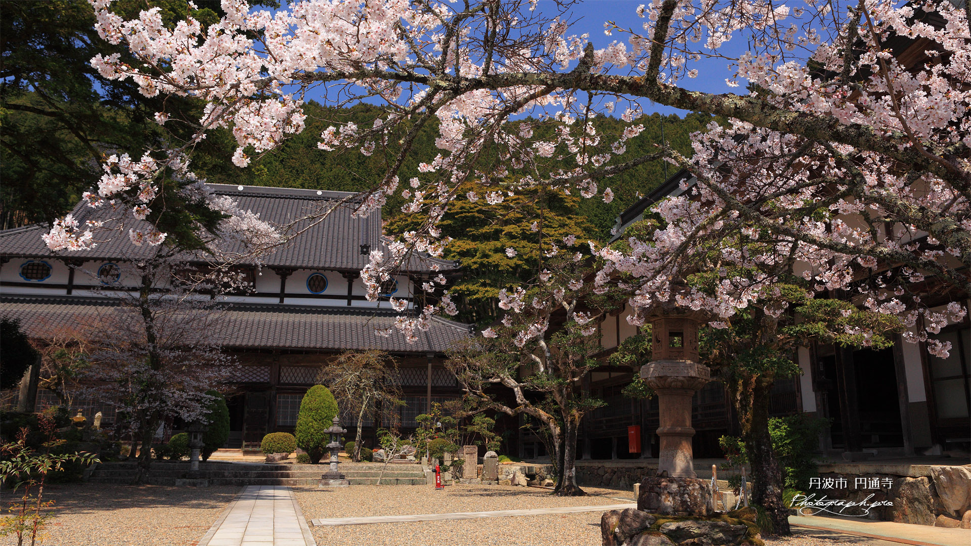 丹波市 円通寺の染井吉野