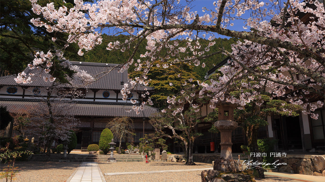 丹波市 円通寺の染井吉野 壁紙