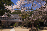 丹波市 円通寺の染井吉野