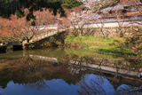 丹波市 円通寺放生池畔の桜