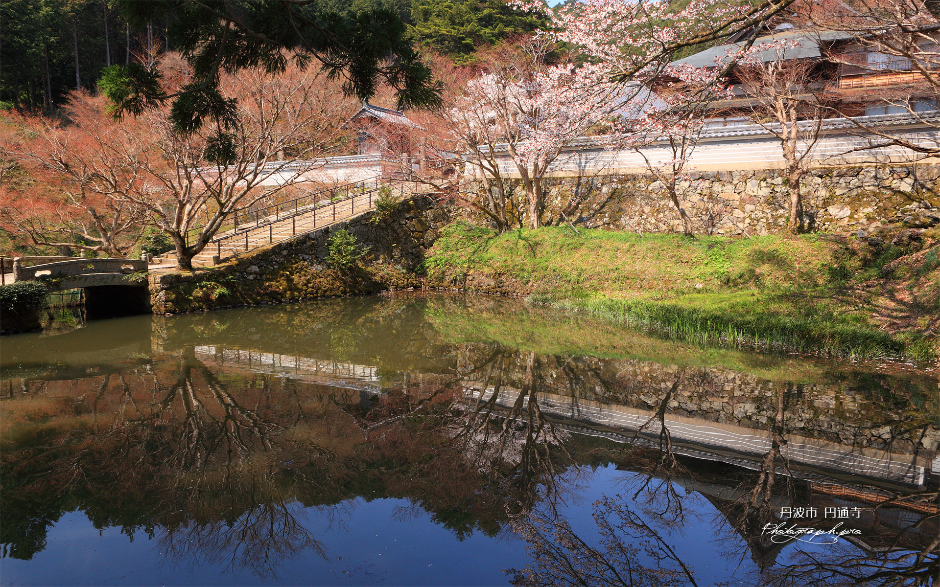 丹波市 円通寺放生池畔の桜