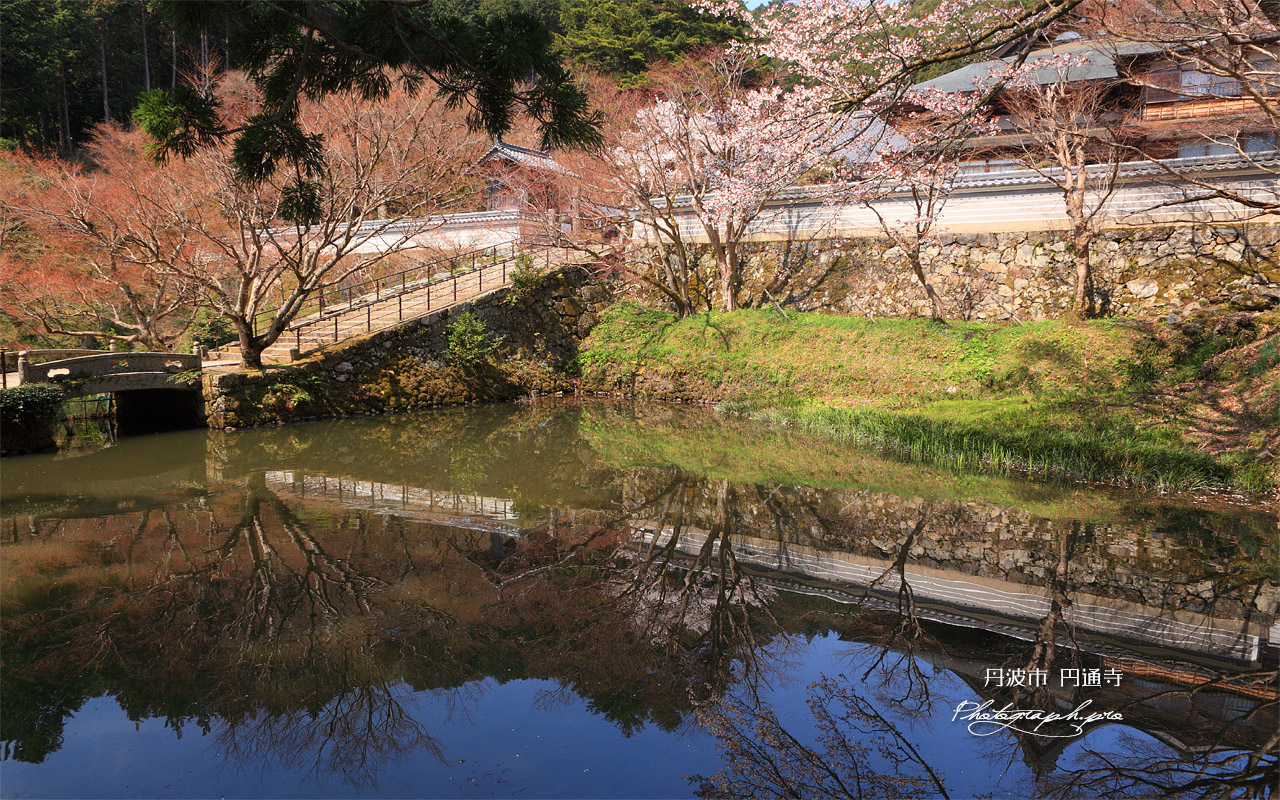 丹波市 円通寺放生池畔の桜 壁紙