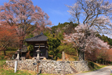 丹波市 円通寺の山桜