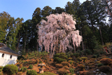 井岡寺のシダレザクラ